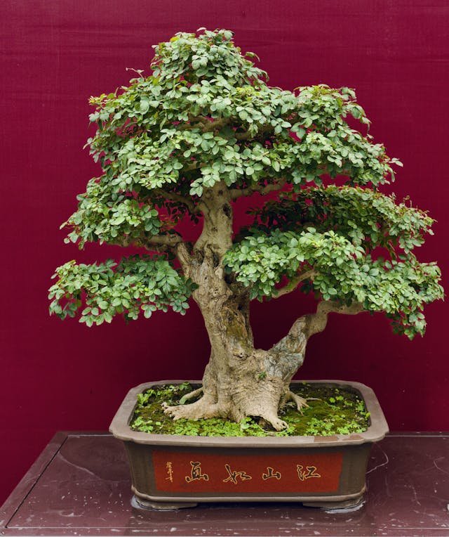 Bonsai Workshop